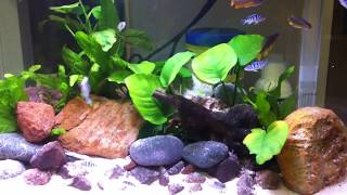 African Cichlid Fry Growout Tank (40 liters)