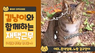 #roadcat: 아파트 벤치위에서 쉬고있는 검은줄무늬 길고양이 🐈 墓