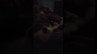 Cat Paw Shaking