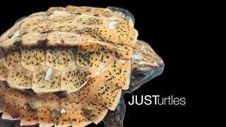 Rare Japanese Turtles are Hatching