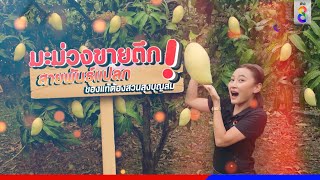 มะม่วงขายตึก! สายพันธุ์แปลก ของแท้ต้องสวนลุงบุญสม | อย่างนี้ก็ได้เหรอ | ข่าวช่อง8