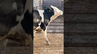 Konya Ilgın Hayvan Pazarı #büyükbaş #cow #hayvanpazari #animals #büyükbaşhayvancılık #dana #koyun