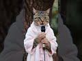 Kucing bersholawat #cutecat #kucingmengaji #cats #islamic #rahmatanlilalameen #catvideos