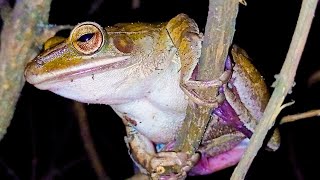 Polypedates leucomystax Common tree frog Animal life