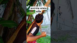 কলাগাছ ভাঙ্গার বাজি অতঃপর #funny #shorts #viralvideo #foryou