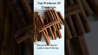 Sri Lanka: A Top Producer of Cinnamon