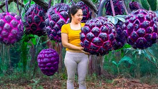 Girls Prepare Harvesting Black Lava Custard Apple \u0026 Go to Market Sell | Lý Thị Hằng