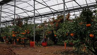 Citrus, Mandarin Harvest