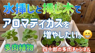 【多肉植物】【ガーデニング】🌱水挿しと挿し木でアロマティカスを増やしたい。😁