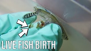 EMERGENCY Guppy Fish Birth | *Live Birth*