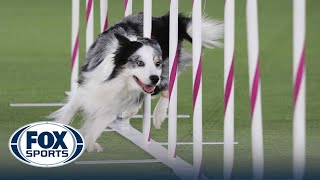 Best of 2022 Masters Agility Championships from Westminster Kennel Club | FOX Sp