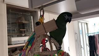 かまぼこの板をかじるインコ