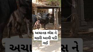 અચાનક ભેંસ ને ચકરી આવી પડી ગઈ  #shorts #trending #funny