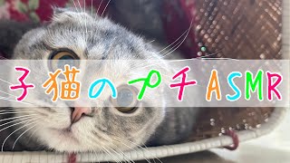 【子猫ASMR】とても美味しそうに食べる子猫がこちら