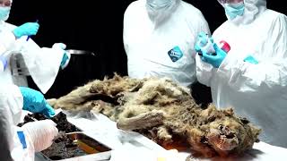 Russian scientists conduct autopsy on 44,000-year-old permafrost wolf carcass | REUTERS