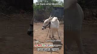 कारजाळ खाण अर्धनारी बेगमपुर मोहोळ सोलापूर 9325232631 #khillar #cow #khillarpremi #bull #खिल्लार