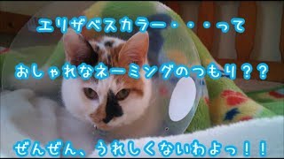 【猫の避妊手術】エリザベスカラーって名前、誰が付けたのよっ！