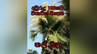 අවුරුදු 100කට වතාවක් පිපෙන තල් මල