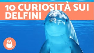 10 curiosità sui delfini