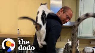 Guy Builds Themed Cat Patios | The Dodo