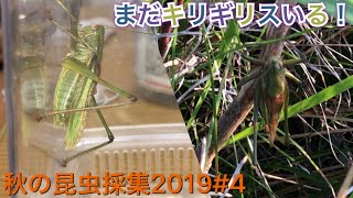 [秋の昆虫採集]この時期にキリギリス発見