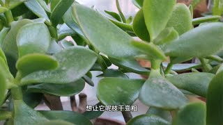 想要玉树小苗长得快，3招要谨记，小苗一年变老桩