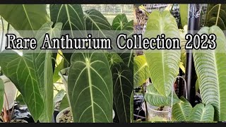 Easy Care Guide for Latest \u0026 Premium Anthuriums (Names included) Tropical Rare Plants 2023