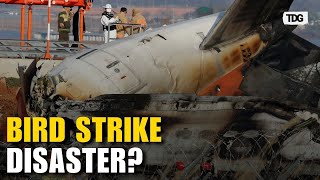 Bird Strike Blamed for South Korea Boeing Crash: Shocking Investigation Revealed