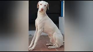 தலைசிறந்த டாப் 5 நாட்டு நாய்கள் Top 5 country breed dog in tamil - 60