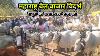 राजूरा बैल बाजार वरुड़ अमरावती विदर्भ ✅  ∆ amravati bail bazaar : varud bail bajar maharastra