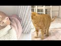 茶トラ猫 チャチャ丸の日常「びびりで慎重派のチャチャ丸君 笑」 chachamaru orange tabby daily life