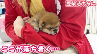 【豆柴犬】腕の中で眠る甘えん坊わんこたちが可愛すぎます【赤ちゃんと癒し】まめしば亭ブログvlog