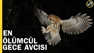 Baykuş: En Ölümcül Gece Avcısı | Gecenin Efendisi