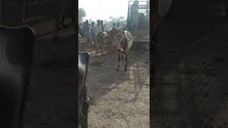 Bull Unloading from Wagon in Bakra Mandi | A Glimpse of Livestock Transport