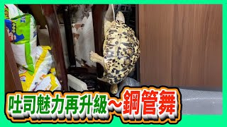 【豹龜】東非肯亞豹紋陸龜日常生活268~吐司魅力再升級～鋼管舞~