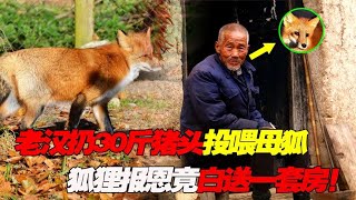 内蒙老人雪天偶遇产崽母狐，扔30斤猪头相助！狐狸报恩送上一套房