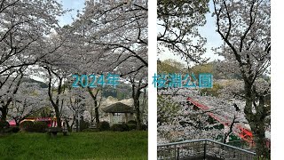 2024年4月　桜渕公園