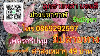 บอนสีหลักสิบ โทร0869292597 #บอนสีตัวเทพ #บอนสี #บอนสีมาแรง #บอนสีสวยๆ