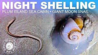 GIANT Moon Snails! | Night Shelling for HUGE Moon Snails | Unique Beach Finds | Plum Island