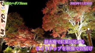 【緑水庵で紅葉が見ごろ】ライトアップを映像でお届け