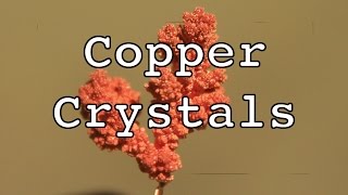 Harvesting Dendritic Copper Crystals