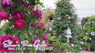 2021【9】Shiuan’s Rose Garden 2021/5/5 花園札記