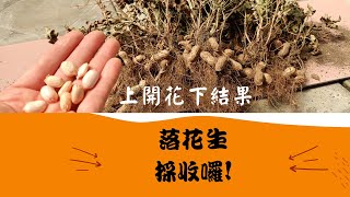 怎麼判斷花生成熟了？什麼時間要採收？