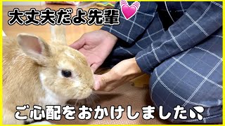 【感動】病気になったパパにうさぎがとった行動に泣けてきた