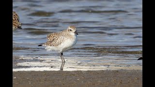 ダイゼン　野鳥　Black-bellied plover　wildbirds