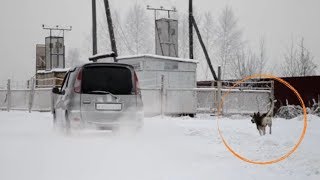 Мужчина приехал за Город, выпустил Овчарку, развернулся и навсегда Уехал…