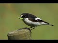 Pied flycatcher 1h bird sound