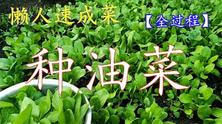 种油菜/上海青, 从种子开始全过程, 一个月速成后院菜