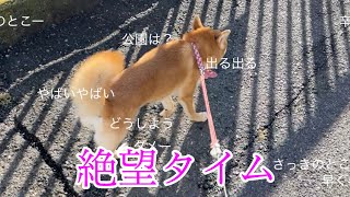 【生汗】散歩でたまに起こる絶望タイム　柴犬小夏