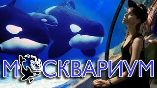 МОСКВАРИУМ - крупнейший в Европе океанариум в Москве! [VLOG]